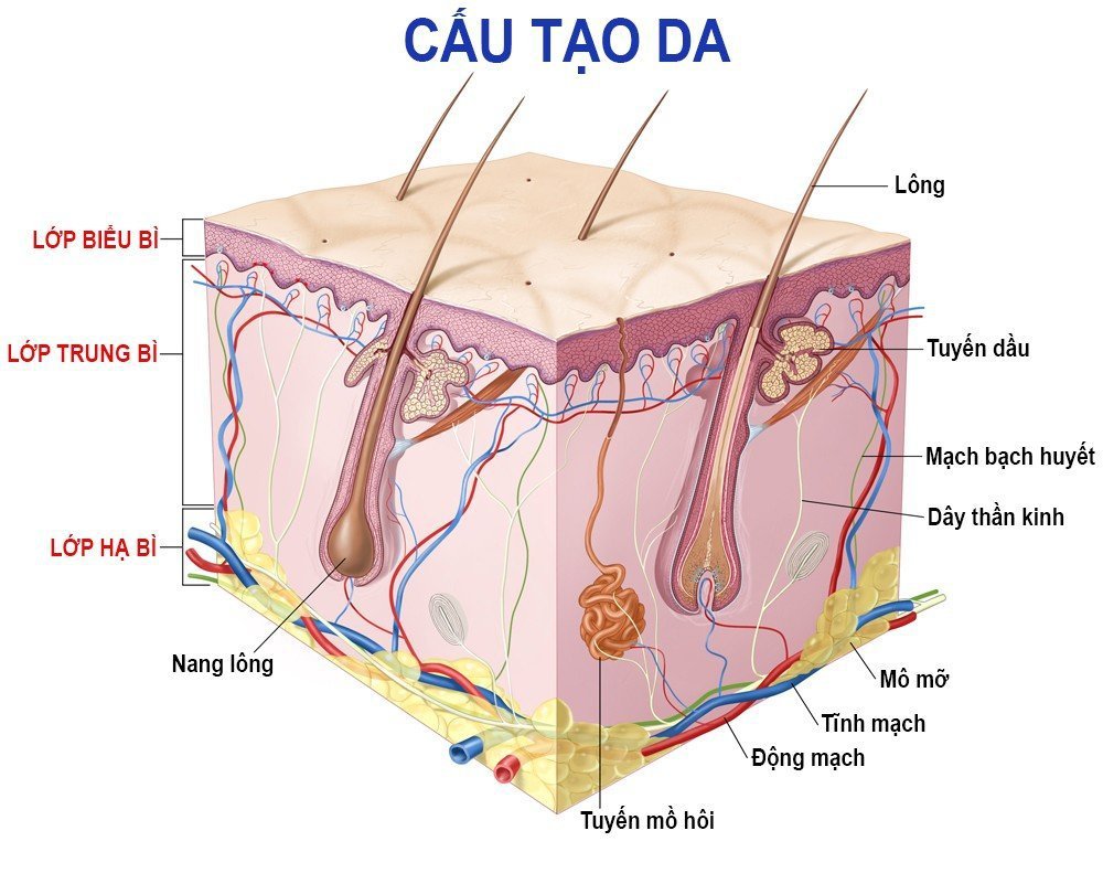 Cấu trúc của da, các tầng lớp và vai trò | Vinmec